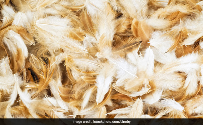 Truck Overturns On Highway, 18 Million Chicken Feathers Cover Road