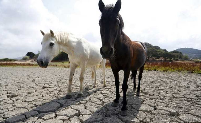 "No Grass For Livestock": Century-High Temperature Hits Europe's Farmers