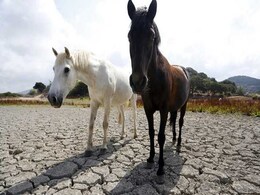"No Grass For Livestock": Century-High Temperature Hits Europe's Farmers "No Grass For Livestock": Century-High Temperature Hits Europe's Farmers
