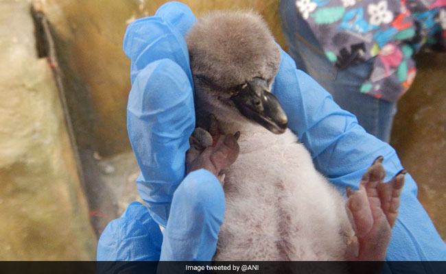 Humboldt Penguin Chick, First To Be Born In India, Dies At Mumbai Zoo