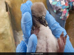 "Freedom Baby": India's First Penguin Born In Mumbai Zoo "Freedom Baby": India's First Penguin Born In Mumbai Zoo