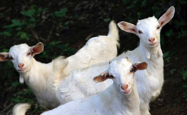How Goats Saved California's Reagan Library From Wildfire