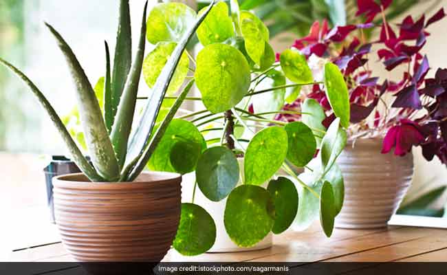 6 Easy Ways to Add Some Green To Your Home Space And Stay Peaceful