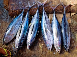 शख्स को मछली की अजीब लत, दिनरात खाता है, हर वक्त सूंघता है और उसी का इत्र भी लगाता है शख्स को मछली की अजीब लत, दिनरात खाता है, हर वक्त सूंघता है और उसी का इत्र भी लगाता है