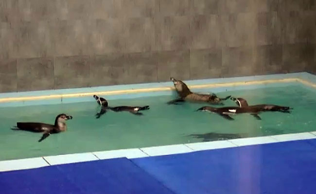 Humboldt Penguin Lays Egg At Mumbai Zoo