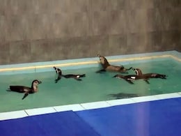 Humboldt Penguin Lays Egg At Mumbai Zoo Humboldt Penguin Lays Egg At Mumbai Zoo