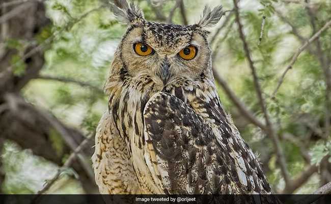 5 Owls Worth Rs 1 Crore Rescued From Being Sacrificed In Ghaziabad