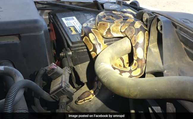 Woman Whose Car Was "Running Strangely" Finds Huge Python Under Hood
