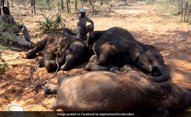 Nearly 100 Elephants Killed For Ivory In Botswana