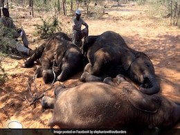 Nearly 100 Elephants Killed For Ivory In Botswana Nearly 100 Elephants Killed For Ivory In Botswana