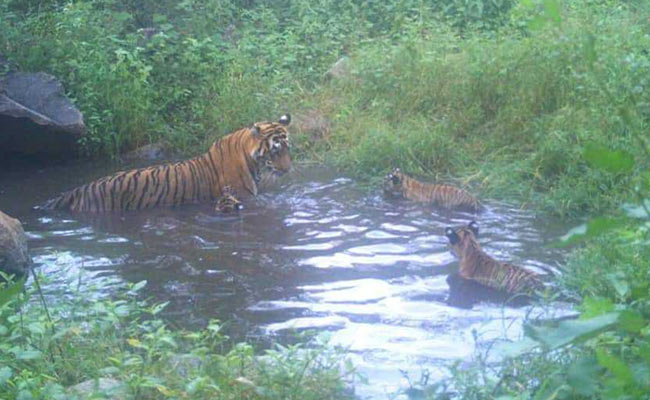 Massive Fire Breaks Out At Sariska Tiger Reserve in Rajasthan: Report