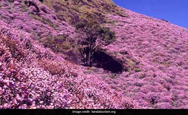 Kerala's Munnar Gets Ready For Rare Flower Show After 12 Years