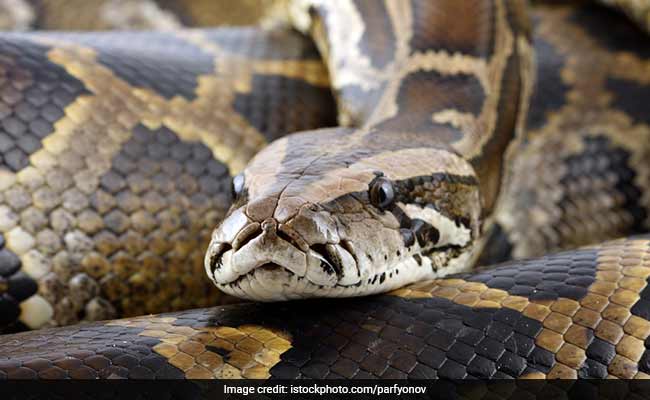 5-Feet-Long Rock Python Rescued From Bathroom Of A House In Delhi