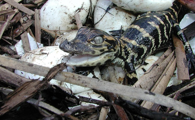 Baby Crocodiles Emerge From Eggs In Odisha's Bhitarkanika National Park