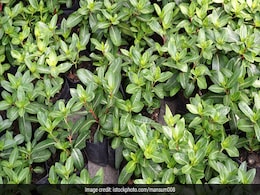 100 साल तक जीना है तो आज से ये आयुर्वेदिक नुस्खा अपनाएं और रोज चबाएं ये 5 तरह की पत्तियां 100 साल तक जीना है तो आज से ये आयुर्वेदिक नुस्खा अपनाएं और रोज चबाएं ये 5 तरह की पत्तियां