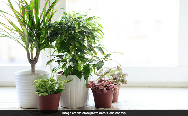 5 Ways To Style Your Home With Indoor Plants