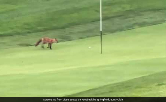 Golf मैच के बीच में आ गई लोमड़ी, बॉल को ले गया चुराकर, देखें Viral Video