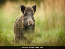Anger In The Countryside: French Farmers Bristle As Wild Boars Run Amok Anger In The Countryside: French Farmers Bristle As Wild Boars Run Amok