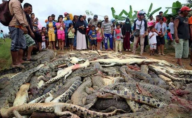 Angry Mob Slaughtered Nearly 300 Crocodiles In Revenge Attack