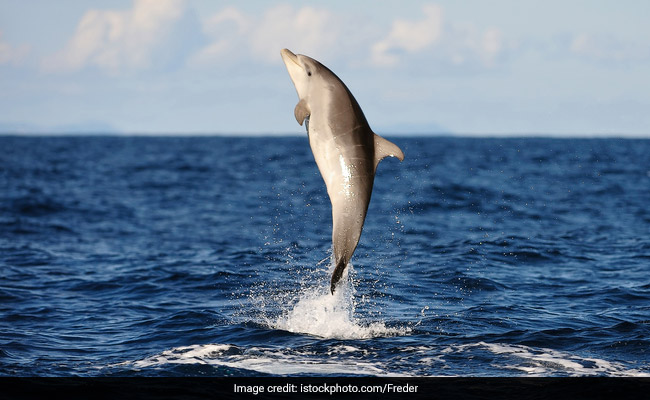 "Don't Go Near": Biting Dolphin Menace In Japanese Beach