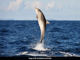 "Don't Go Near": Biting Dolphin Menace In Japanese Beach "Don't Go Near": Biting Dolphin Menace In Japanese Beach