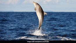 680 Dolphins Spotted Off Gujarat Coast In Latest Census