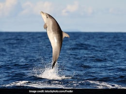 680 Dolphins Spotted Off Gujarat Coast In Latest Census 680 Dolphins Spotted Off Gujarat Coast In Latest Census