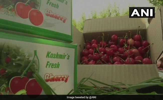 Kashmiri Growers Get A Bumper Crop Of Cherry This Year