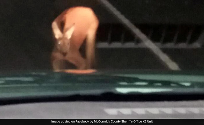 "Thought It Was A Joke": Mystery Of The Kangaroo Found Galloping In USA