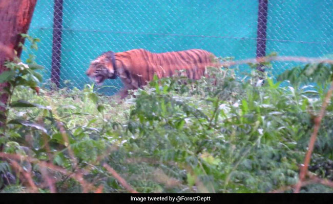 A Tiger's "Historic" 500-km Journey From Madhya Pradesh To Odisha