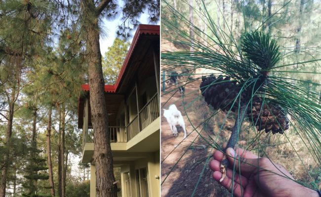 Weekend Getaway To Kasauli: Switch Off To Enjoy Life In A Pine Forest