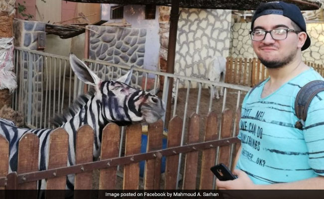 Zoo Accused Of Painting Donkeys To Look Like Zebras, Denies Charge