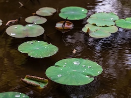 Kerala Teen Drowns In Temple Pond During School Competition Kerala Teen Drowns In Temple Pond During School Competition