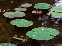 2 Children Drown While Attempting To Catch Duck In UP's Sitapur: Police 2 Children Drown While Attempting To Catch Duck In UP's Sitapur: Police