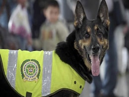 $7,000 Bounty Was Placed On This 6-Year-Old Dog. Find Out Why $7,000 Bounty Was Placed On This 6-Year-Old Dog. Find Out Why