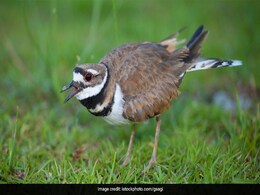 Here's How A Small Bird And 4 Eggs Halted A Huge Music Festival In Canada Here's How A Small Bird And 4 Eggs Halted A Huge Music Festival In Canada