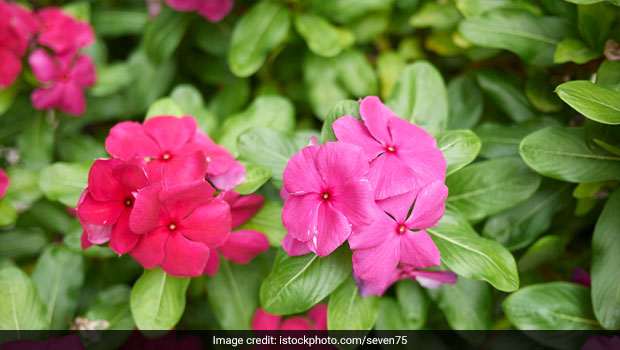 Sadabahar For Diabetes: How To Use This Ayurverdic Wonder To Manage Blood Sugar Levels