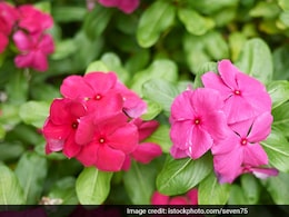 सदाबहार फूल का काढ़ा आपको पहुंचाएगा 5 फायदा, यहां जानिए बनाने का तरीका सदाबहार फूल का काढ़ा आपको पहुंचाएगा 5 फायदा, यहां जानिए बनाने का तरीका