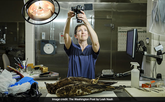 When The Crime Victim Is An Animal, This US Forensics Lab Is On The Case