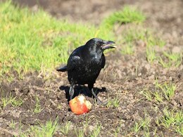 At This Theme Park, Crows Have Been Trained To Pick Up Litter At This Theme Park, Crows Have Been Trained To Pick Up Litter