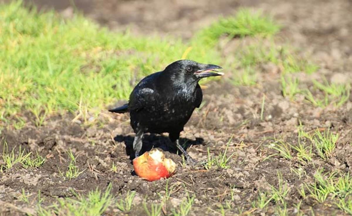 Latest and Breaking News on NDTV Latest and Breaking News on NDTV