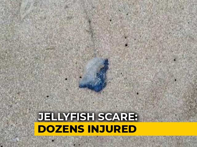 Over 150 Injured In Blue Bottle Jellyfish Attacks At Mumbai Beaches
