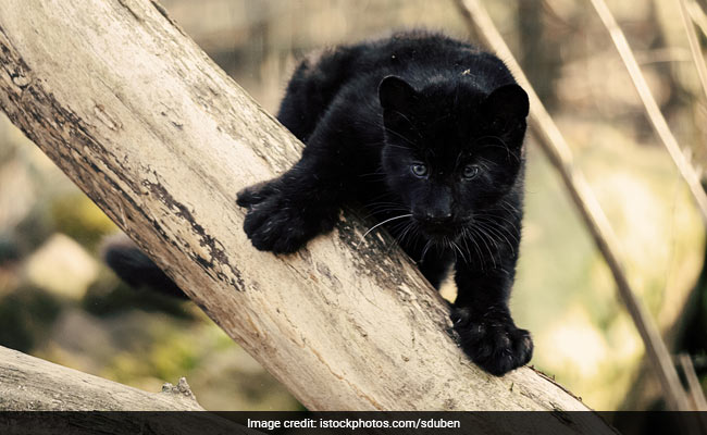 Injured Panther Cub Rescued In Hyderabad, Put Under Medical Care