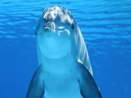 Faces You Hear? Dolphin 'Signature Whistles' Might Be What Facial Expressions Are To Us Faces You Hear? Dolphin 'Signature Whistles' Might Be What Facial Expressions Are To Us