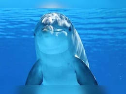 पेरू में मिला 16 मिलियन साल पुराना रिवर डॉल्फिन का जीवाश्म