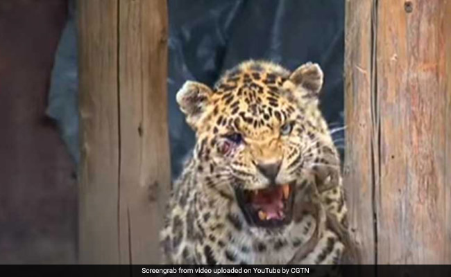 Video: Wounded Leopard Strays Into Village. How 10 Officials Rescued It