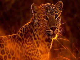 Car Runs Over Leopard In Bengal, Driver Tries To Flee With Carcass Car Runs Over Leopard In Bengal, Driver Tries To Flee With Carcass