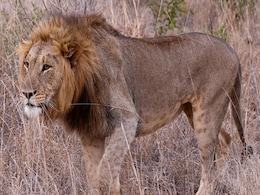 2 Gujarat Zoos To Exchange Lions For Zebras, Exotic Birds 2 Gujarat Zoos To Exchange Lions For Zebras, Exotic Birds