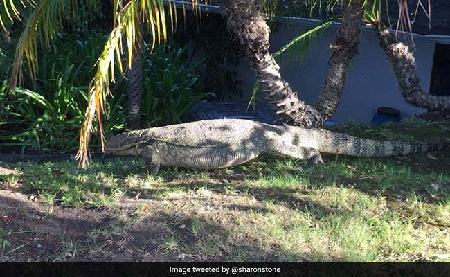Unusual Beverly Hills Celeb Sighting: 10-Foot Monitor Lizard