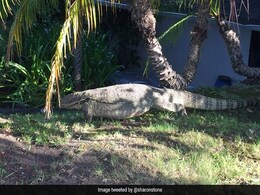 Unusual Beverly Hills Celeb Sighting: 10-Foot Monitor Lizard Unusual Beverly Hills Celeb Sighting: 10-Foot Monitor Lizard